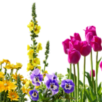 春の花！ガーデニング初心者向けの冬に植える花５選
