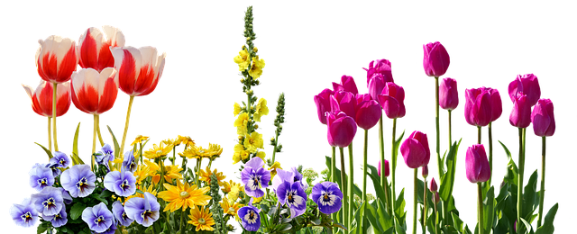 春の花 ガーデニング初心者向けの冬に植える花５選 植物大好きガーデニング部