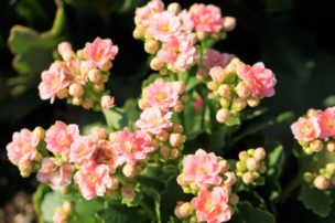 カランコエの育て方 冬でもきれいに花を咲かせるコツは 植物大好きガーデニング部
