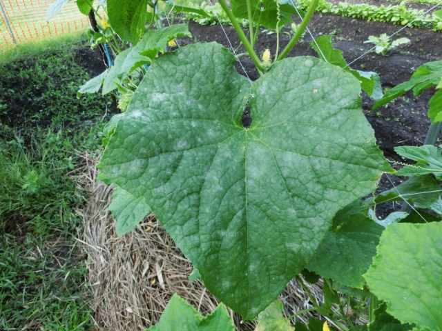 うどんこ病の対策と原因は 植物大好きガーデニング部