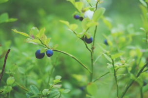 ブルーベリーの育て方 鉢植えでも栽培できるの 植物大好きガーデニング部
