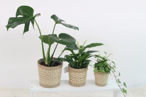 観葉植物と風水 トイレに置くと運気ｕｐするものは 植物大好きガーデニング部