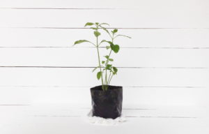 パセリの室内での育て方 初心者でも簡単に収穫するには 植物大好きガーデニング部