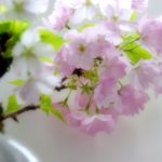盆栽で桜を育ててみたい！初めてでも満開に咲かせるコツは？