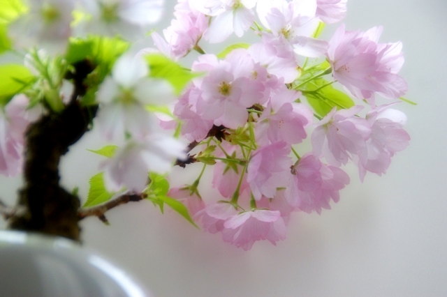 盆栽で桜を育ててみたい 初めてでも満開に咲かせるコツは 植物大好きガーデニング部