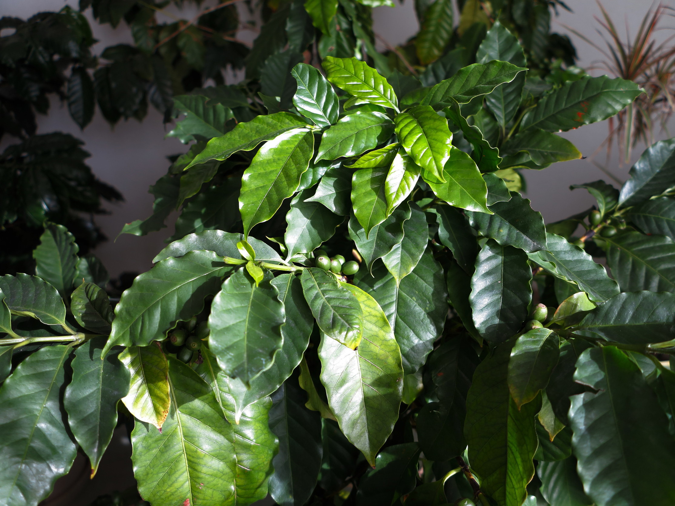 コーヒーの木の育て方 よくある2つのお悩みもこれで解決 植物大好きガーデニング部