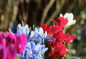 寒さに強い花7選 プランターで育てる注意点も一緒に紹介 植物大好きガーデニング部