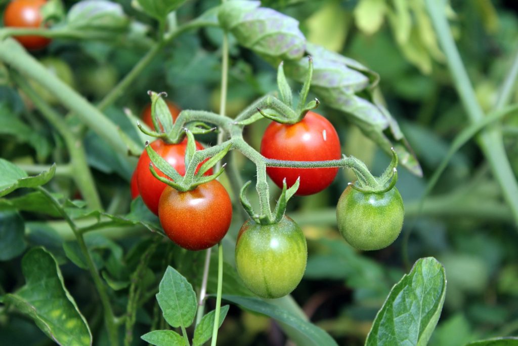 ミニトマトをプランターで育てる 100個以上収穫するには 植物大好きガーデニング部