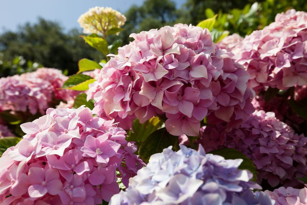 あじさいの育て方 5つの品種ごとの特徴は 植物大好きガーデニング部 あじさいの育て方 5つの品種ごとの特徴は 植物大好きガーデニング部
