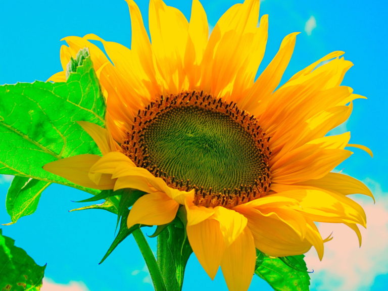 ひまわりの育て方！種から始めるときのポイントと害虫対策！ 植物大好きガーデニング部