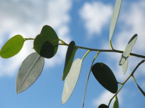 ユーカリを鉢植えで育てる方法 3つの悩みも一挙解決 植物大好きガーデニング部