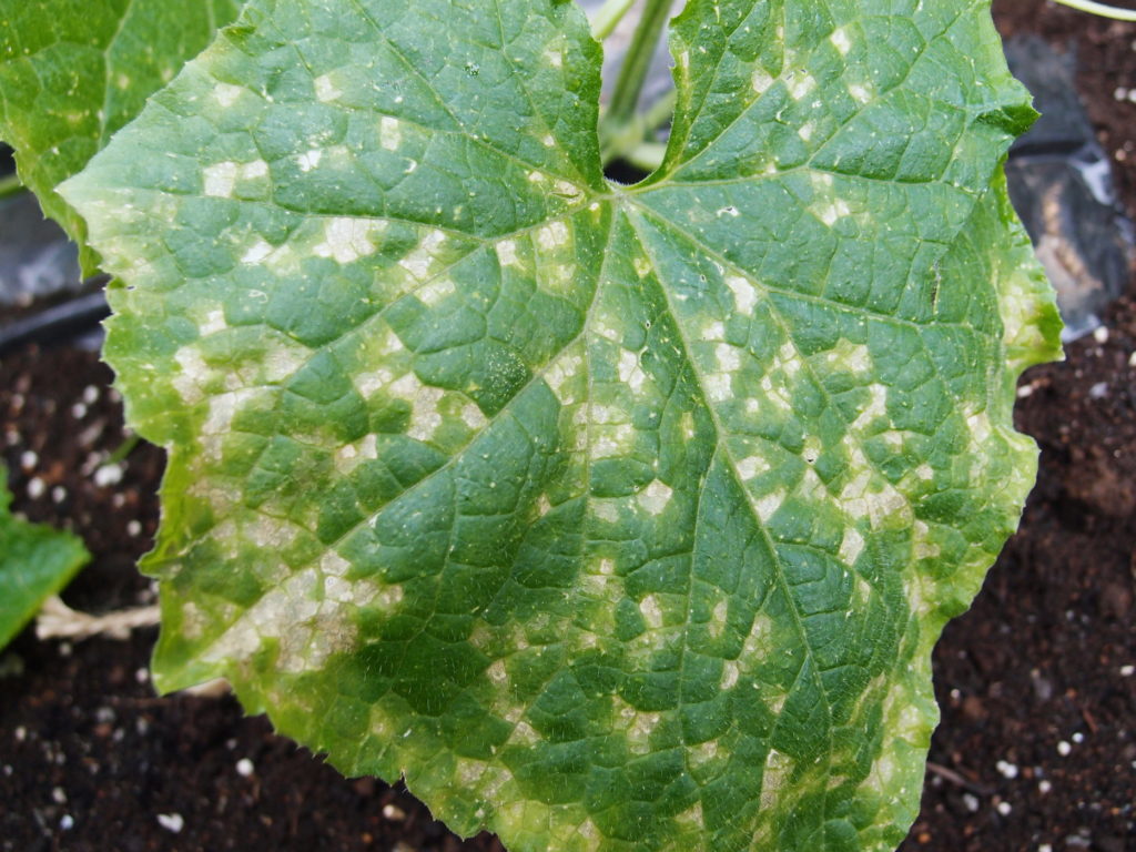 キュウリが褐斑病になった時の原因と対策は？ 植物大好きガーデニング部