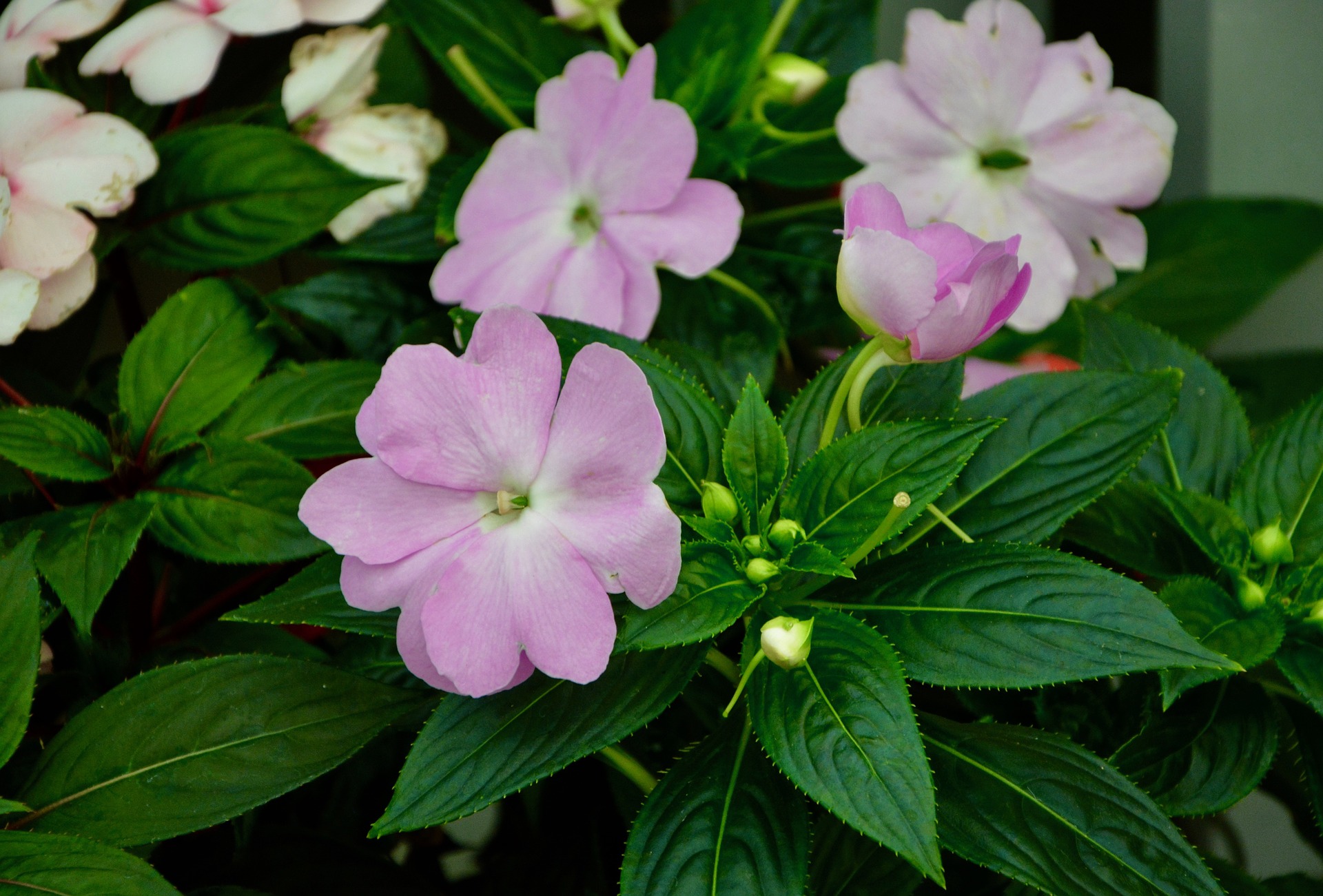 インパチェンスの育て方 プランターで日かげで咲かせる方法 植物大好きガーデニング部