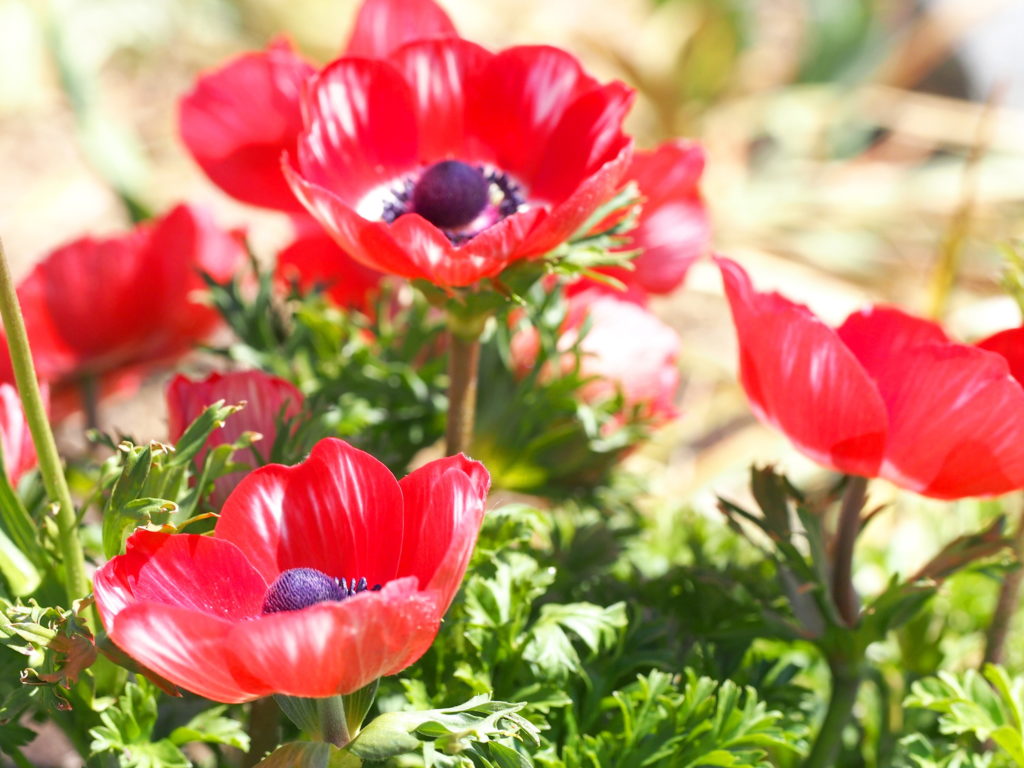 アネモネの花言葉 恋に関する切ないものが多いワケは 植物大好きガーデニング部