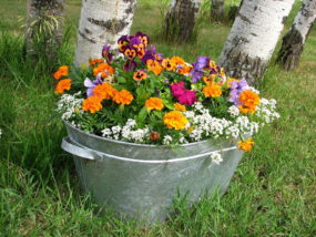 冬の花でプランターを色とりどりに 変わり種9選 植物大好きガーデニング部