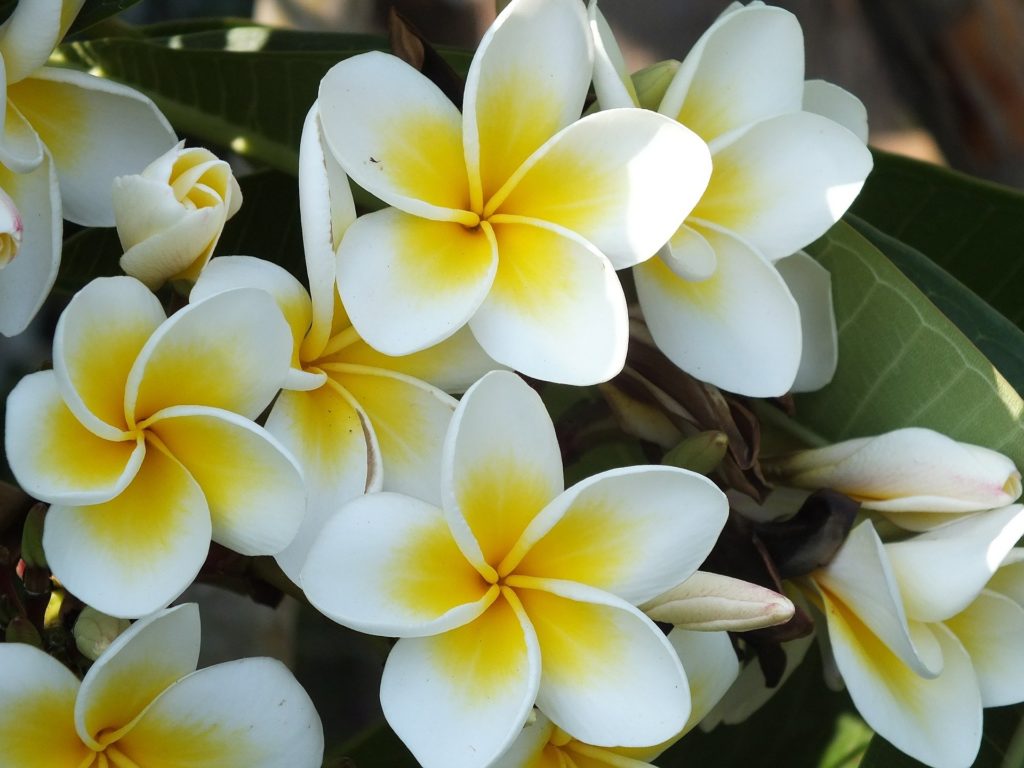 プルメリアの育て方 ハワイ雑貨だけじゃない魅力を大公開 植物大好きガーデニング部