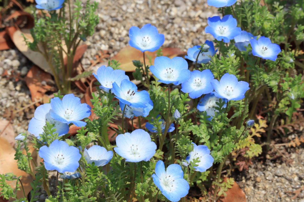 ネモフィラの花言葉 由来や観光スポットも紹介 植物大好きガーデニング部