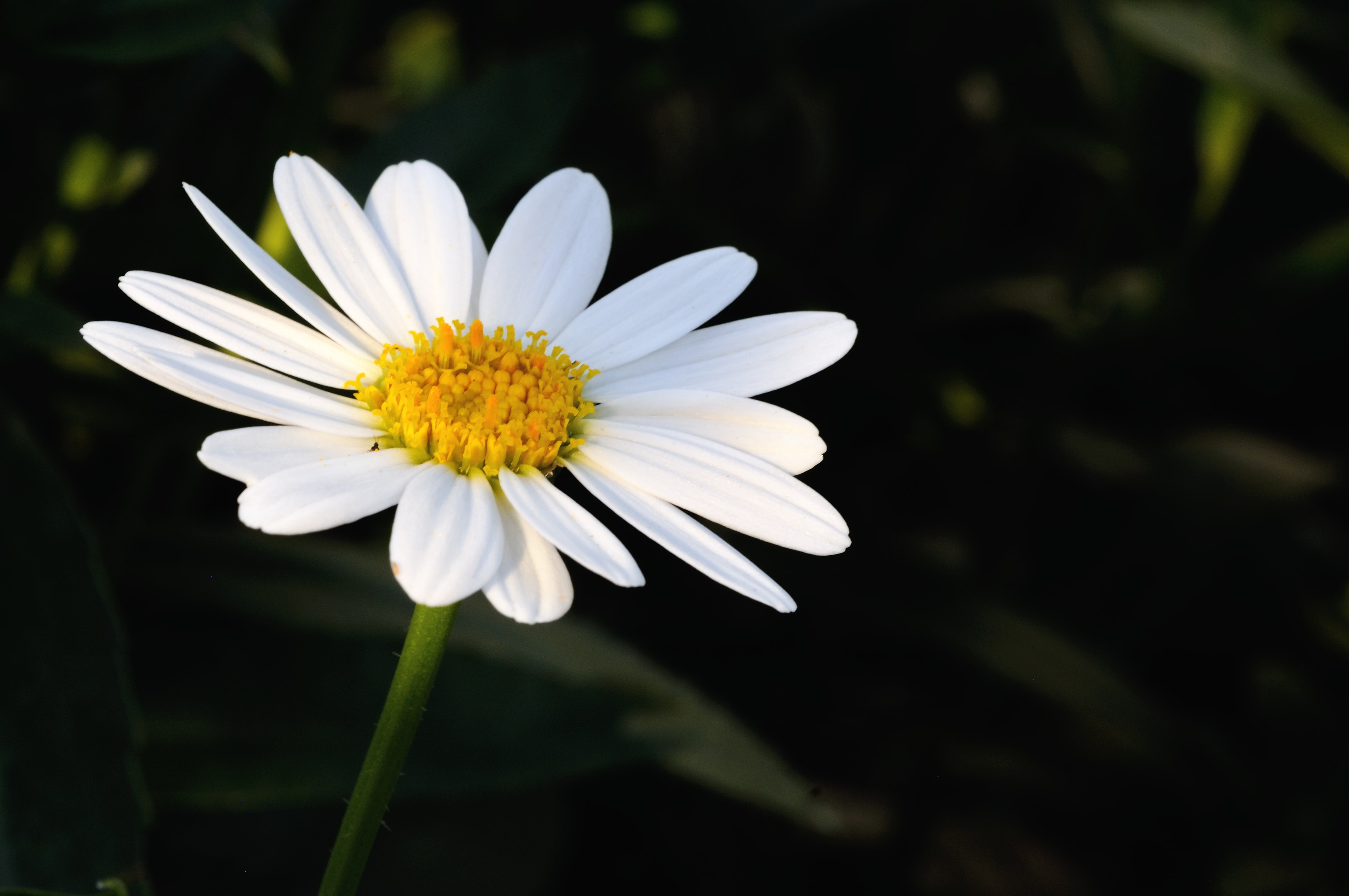 カモミールの花言葉 エジプト神話との意外な関係は 植物大好きガーデニング部